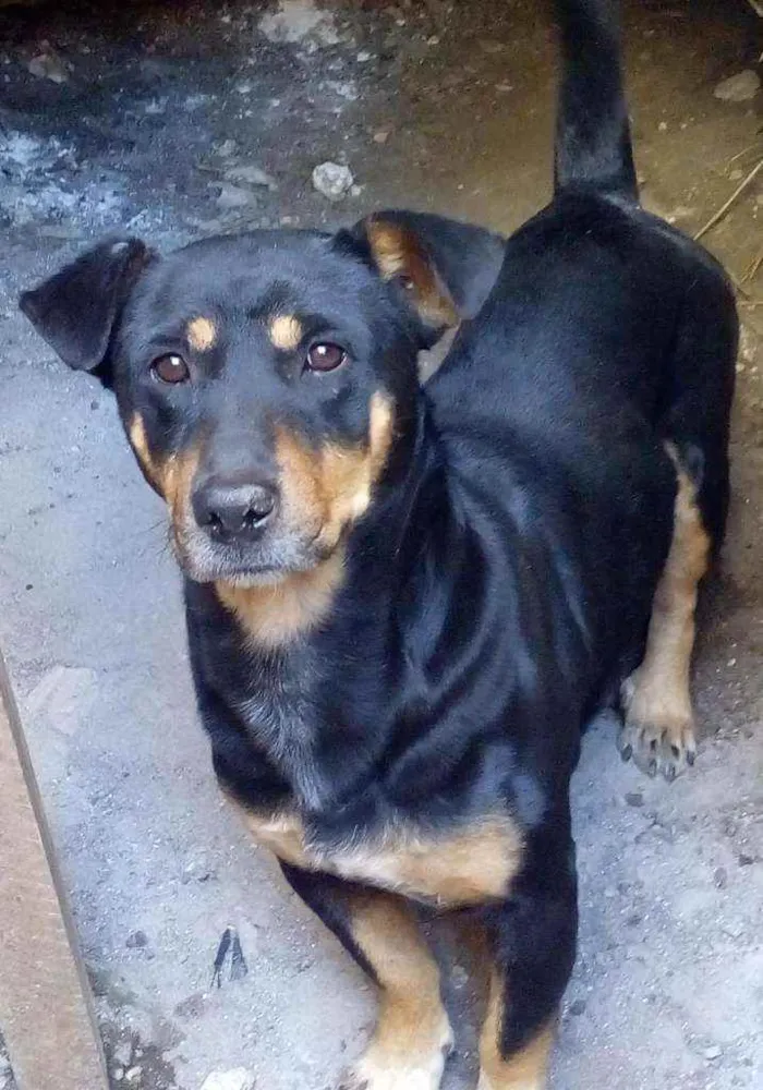 Cachorro ra a  idade 3 anos nome Coragem