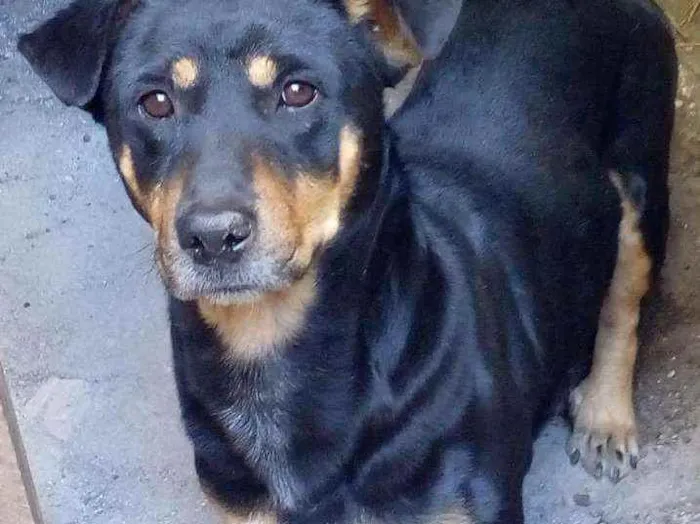 Cachorro ra a  idade 3 anos nome Coragem