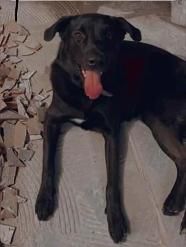 Cachorro ra a Mestiça  idade 2 anos nome Spaker