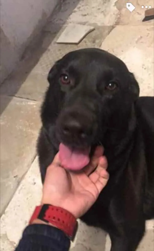 Cachorro ra a Mestiça  idade 2 anos nome Spaker