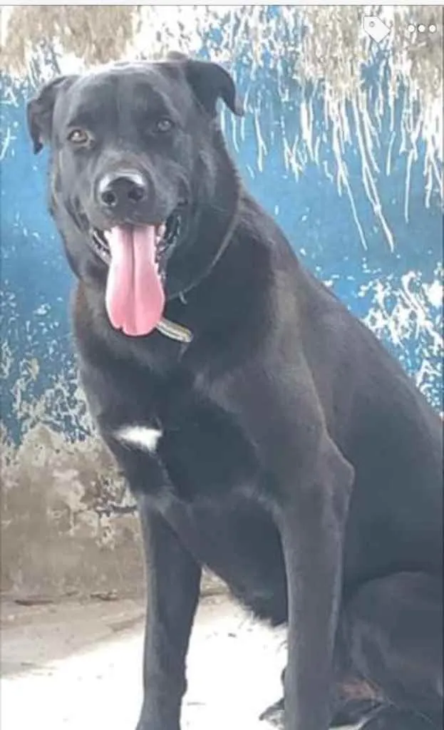 Cachorro ra a Mestiça  idade 2 anos nome Spaker