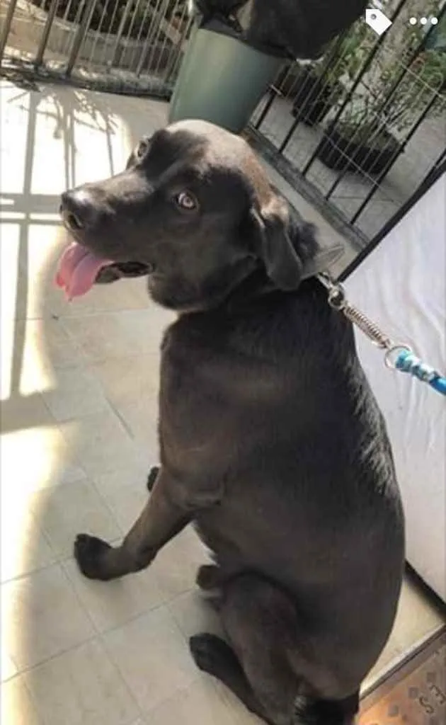 Cachorro ra a Mestiça  idade 2 anos nome Spaker