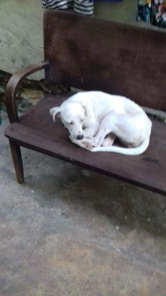 Cachorro ra a SRD idade 7 a 11 meses nome Brith