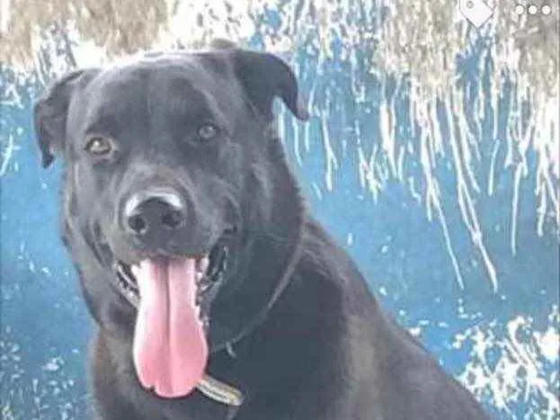 Cachorro ra a Mestiça  idade 2 anos nome Spaker