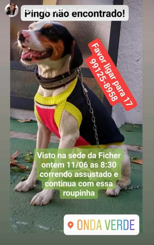 Cachorro raça Paulistinha idade 2 anos nome Pingo