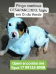 Pingo