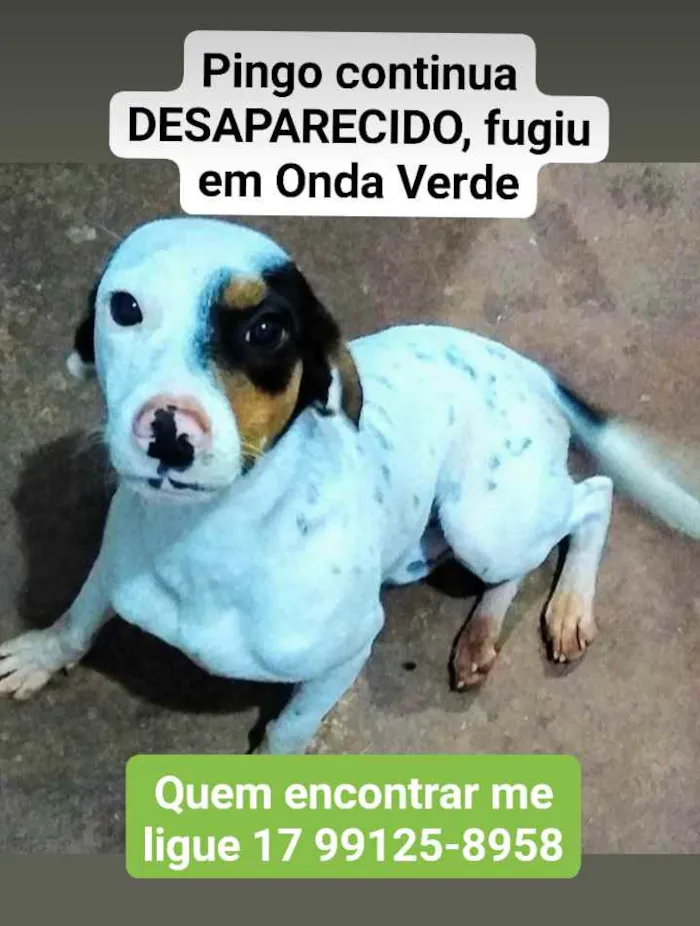Cachorro raça Paulistinha idade 2 anos nome Pingo