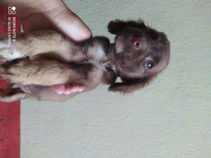 Cachorro raça Viralata idade 2 a 6 meses nome Engraçadinha