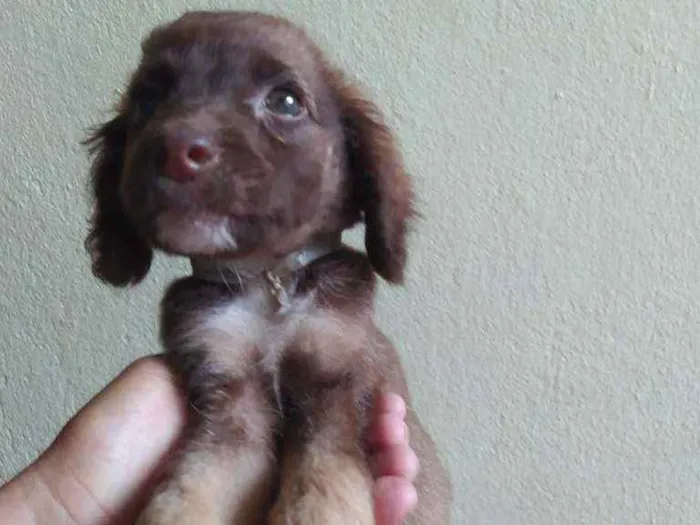 Cachorro raça Viralata idade 2 a 6 meses nome Engraçadinha