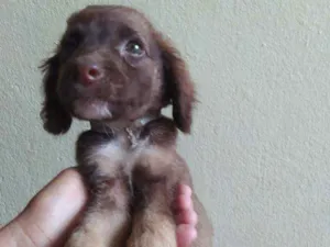 Cachorro raça Viralata idade 2 a 6 meses nome Engraçadinha