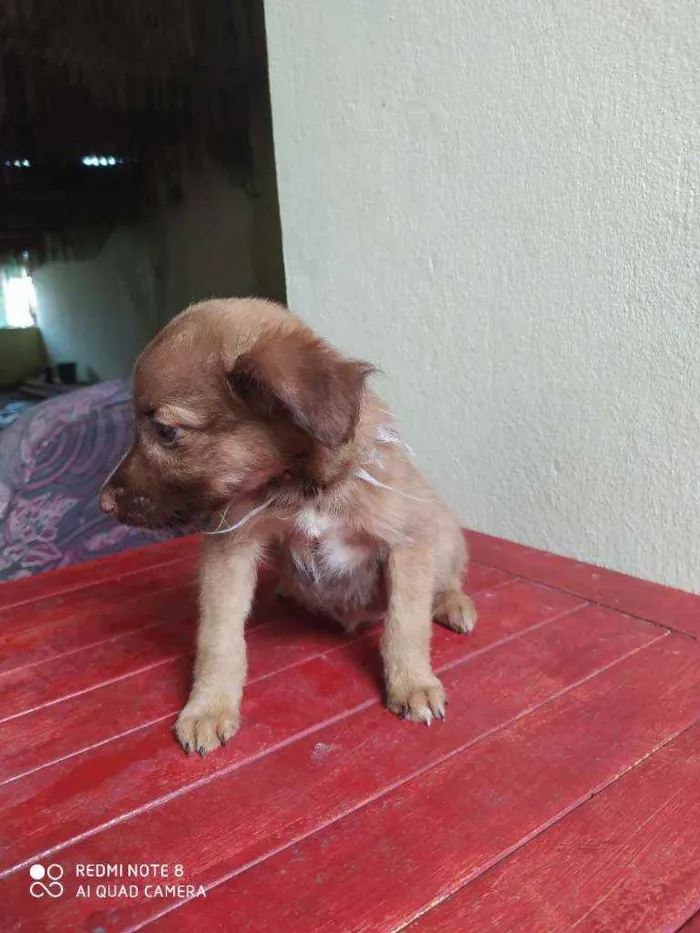 Cachorro raça Viralata idade 2 a 6 meses nome Princesa