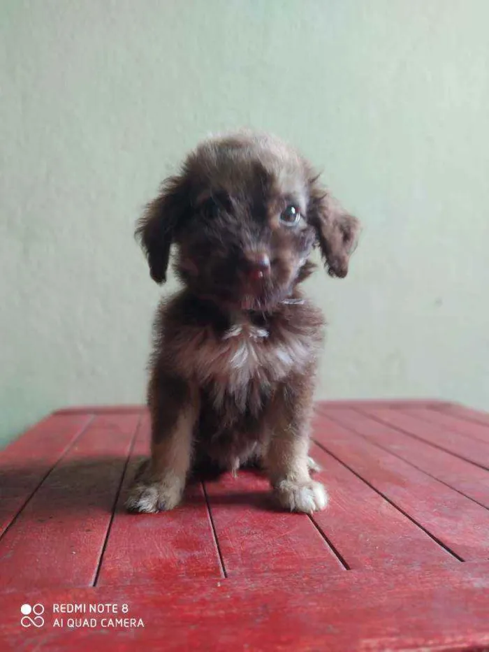 Cachorro raça Viralata idade 2 a 6 meses nome Bombinha