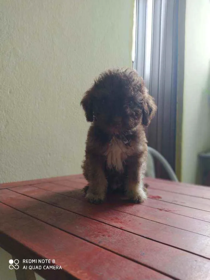 Cachorro raça Viralata idade 2 a 6 meses nome Brasileiro