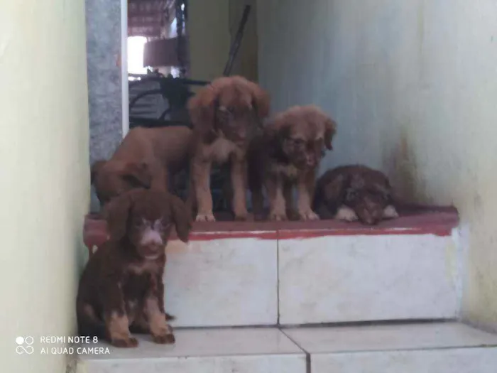 Cachorro raça Viralata idade 2 a 6 meses nome Todos juntos