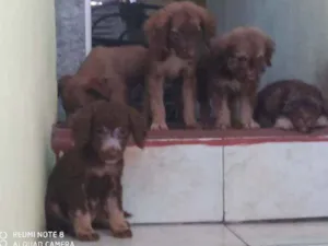 Cachorro raça Viralata idade 2 a 6 meses nome Todos juntos