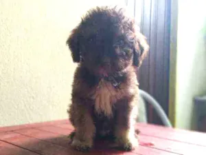 Cachorro raça Viralata idade 2 a 6 meses nome Brasileiro