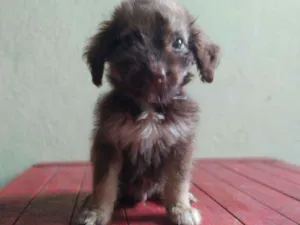 Cachorro raça Viralata idade 2 a 6 meses nome Bombinha