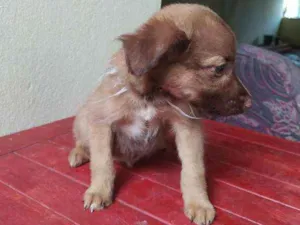 Cachorro raça Viralata idade 2 a 6 meses nome Princesa
