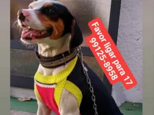 Cachorro raça Paulistinha idade 2 anos nome Pingo