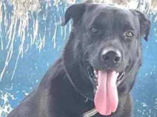 Cachorro ra a Mestiça  idade 2 anos nome Spaker