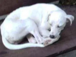 Cachorro raça SRD idade 7 a 11 meses nome Brith
