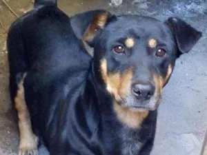 Cachorro raça  idade 3 anos nome Coragem