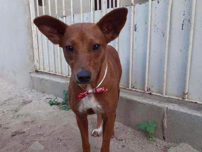 Cachorro ra a Srd idade 1 ano nome Matilda