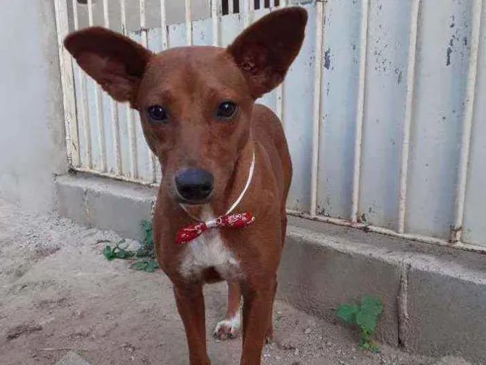 Cachorro ra a Srd idade 1 ano nome Matilda