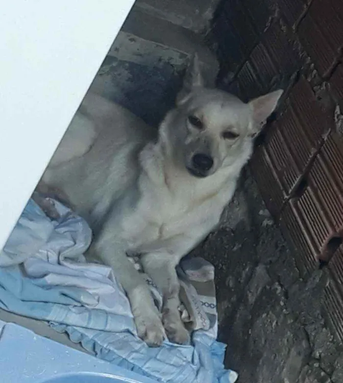 Cachorro raça SRD idade  nome Luci e Fred