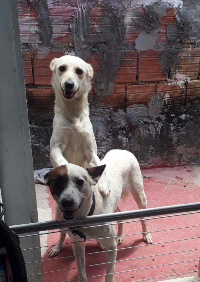 Cachorro raça SRD idade  nome Luci e Fred