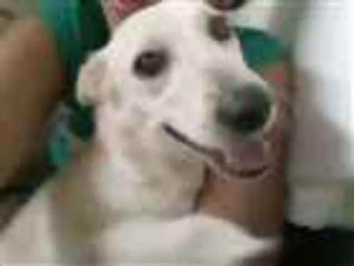 Cachorro raça SRD idade  nome Luci e Fred