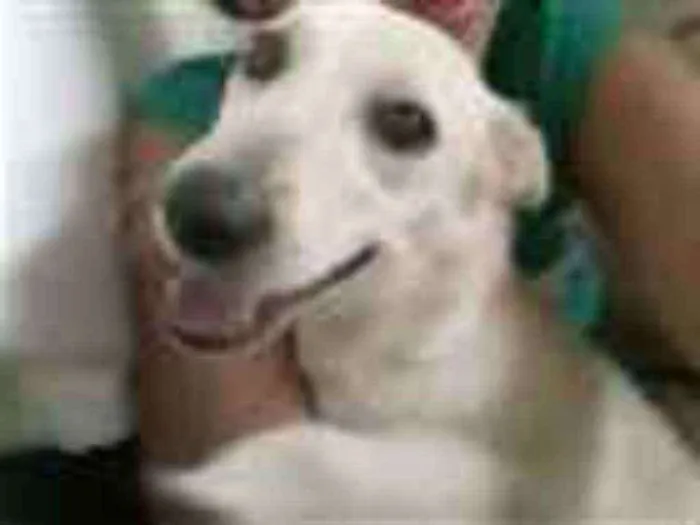 Cachorro raça SRD idade  nome Luci e Fred