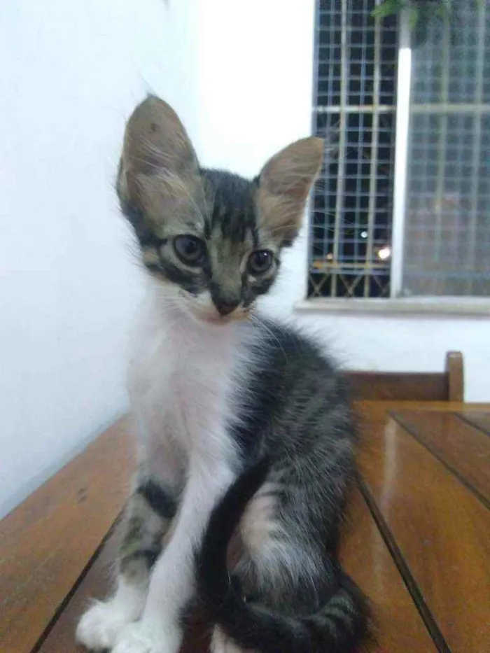 Gato raça SRD idade 2 a 6 meses nome Moacir