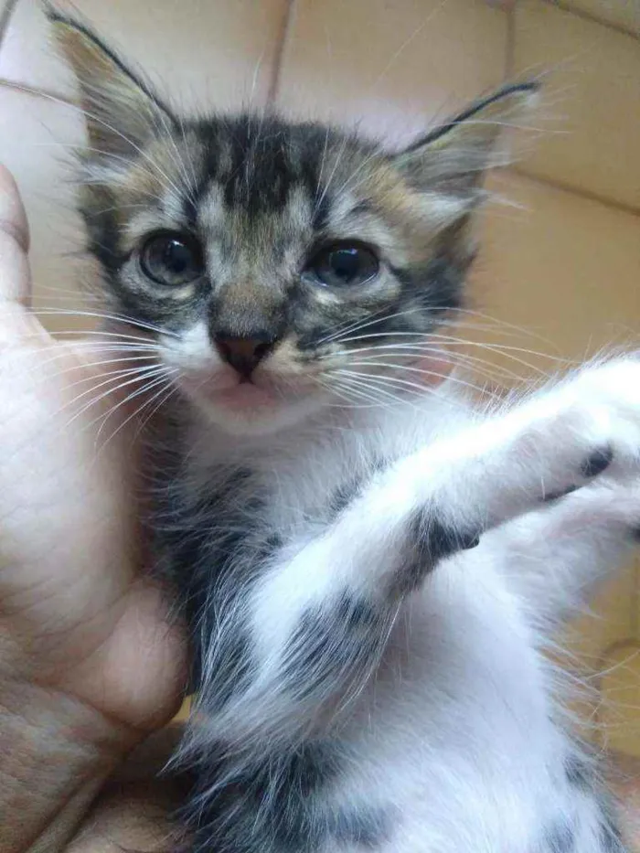 Gato raça SRD idade 2 a 6 meses nome Moacir