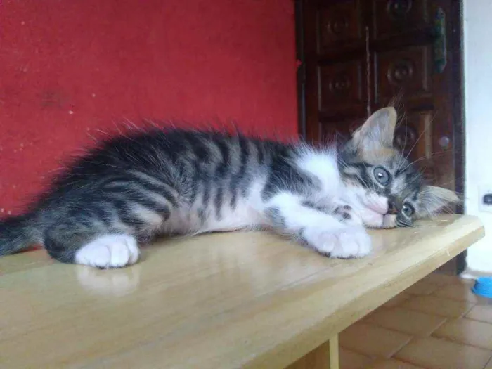 Gato raça SRD idade 2 a 6 meses nome Moacir