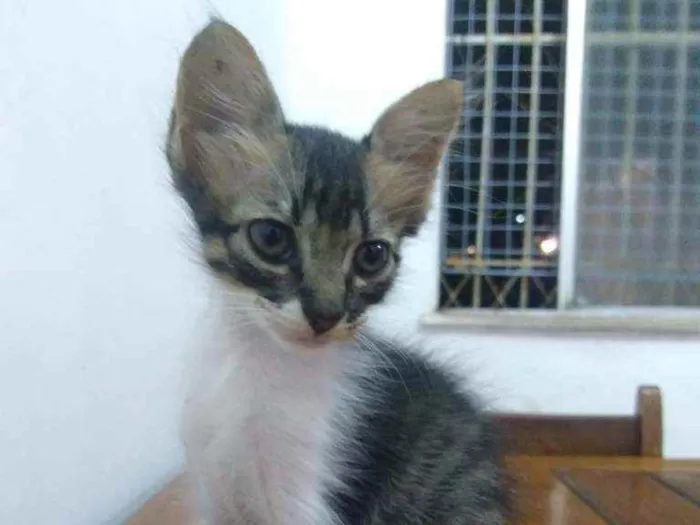 Gato raça SRD idade 2 a 6 meses nome Moacir