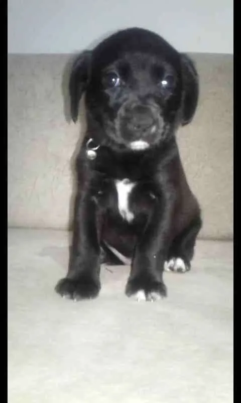 Cachorro ra a Sem  idade Abaixo de 2 meses nome Sem nomes 