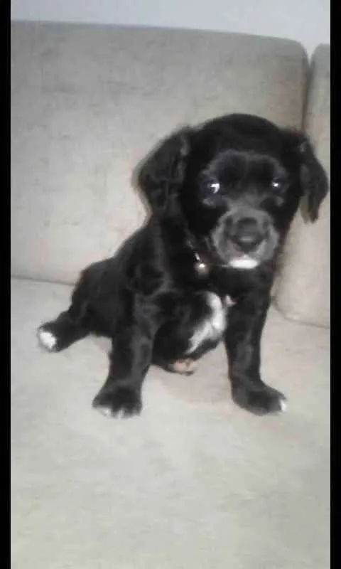 Cachorro ra a Sem  idade Abaixo de 2 meses nome Sem nomes 