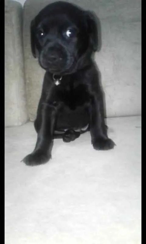Cachorro ra a Sem  idade Abaixo de 2 meses nome Sem nomes 