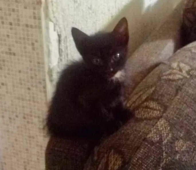 Gato ra a SRD idade 2 a 6 meses nome Alicia 