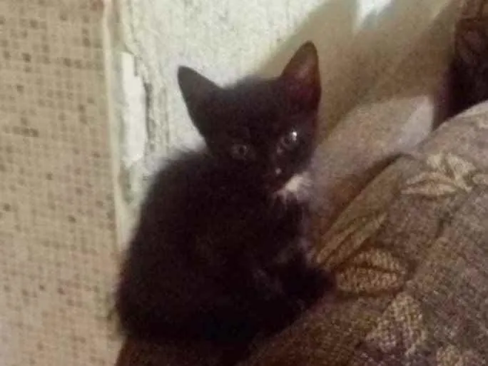Gato ra a SRD idade 2 a 6 meses nome Alicia 