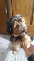 Benji