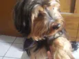 Benji