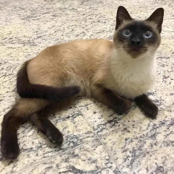 Gato ra a SRD idade 2 anos nome Olívia