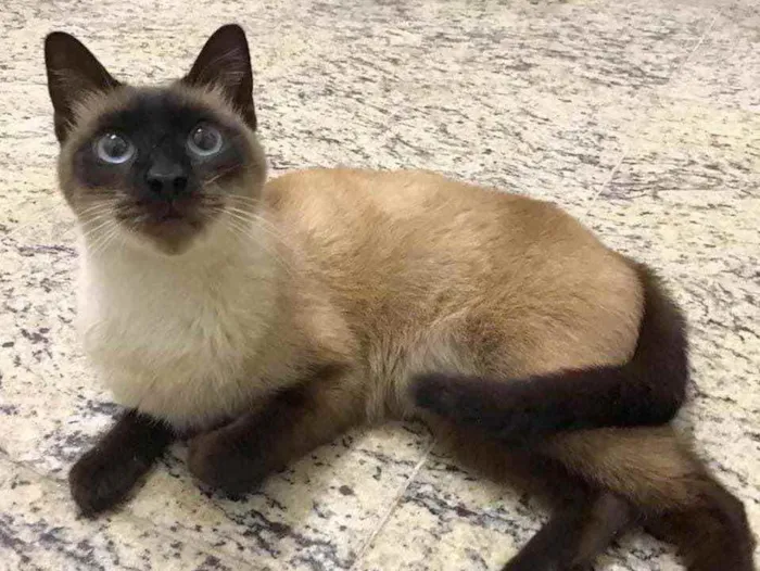 Gato ra a SRD idade 2 anos nome Olívia