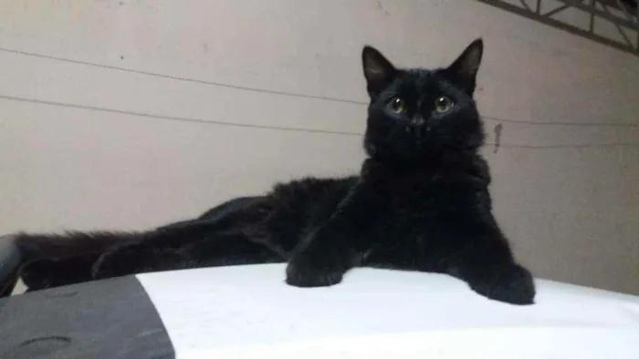 Gato ra a Indefinido  idade 1 ano nome Negão 