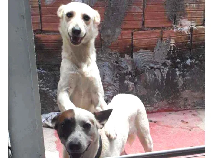 Cachorro raça SRD idade  nome Luci e Fred