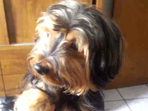 Cachorro raça Yorkshire idade 4 anos nome Benji