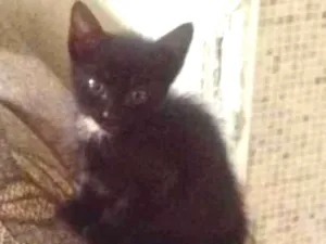 Gato raça SRD idade 2 a 6 meses nome Alicia 