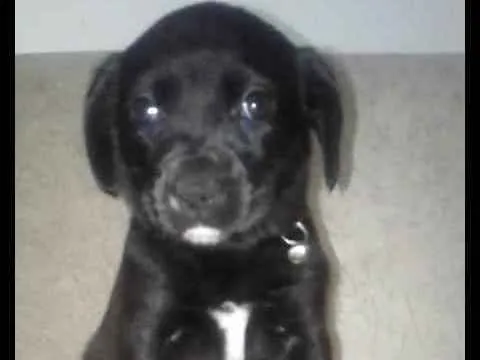 Cachorro ra a Sem  idade Abaixo de 2 meses nome Sem nomes 